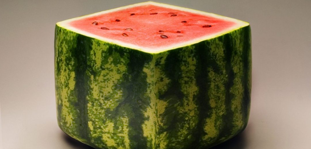 a square watermelon